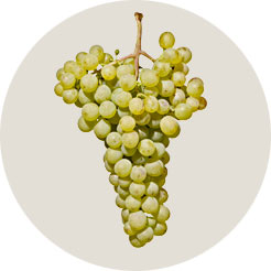 veltliner